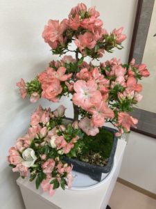 盆栽さつき